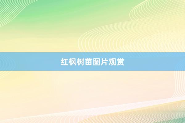 红枫树苗图片观赏